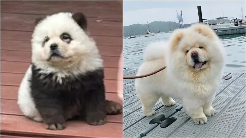 Panda di Kebun Binatang China Bisa Menggonggong, Ini Faktanya