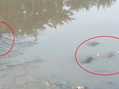 Penemuan tujuh mayat laki-laki di aliran sungai Bekasi. (Foto: Istimewa)