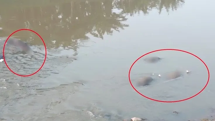 Geger, 7 Mayat Ditemukan di Bantaran Sungai Kota Bekasi