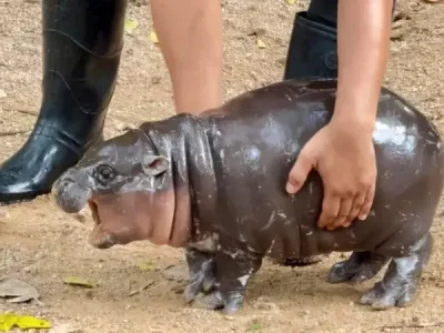 Moo Deng, Bayi Kuda Nil yang viral di Thailand. (Foto: Istimewa)