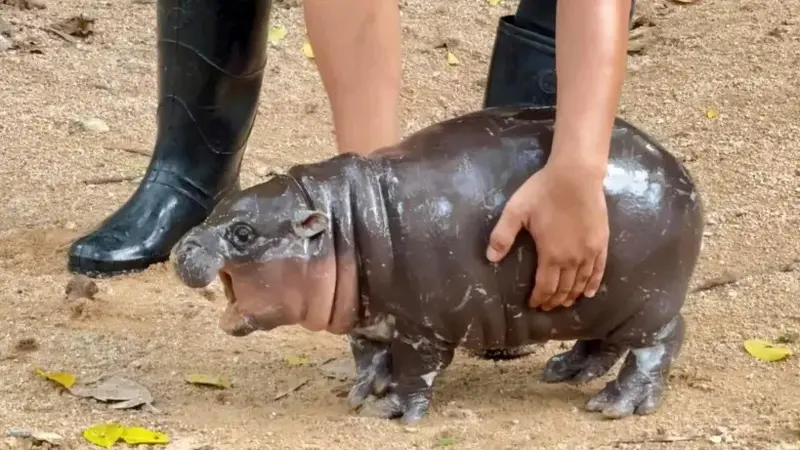 Viral, Bayi Kuda Nil ‘Moo Deng’ yang Menggemaskan di Thailand