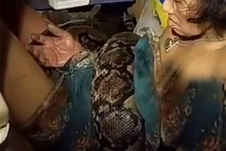 Wanita di Bangkok Dililit Piton Sepanjang 4 Meter