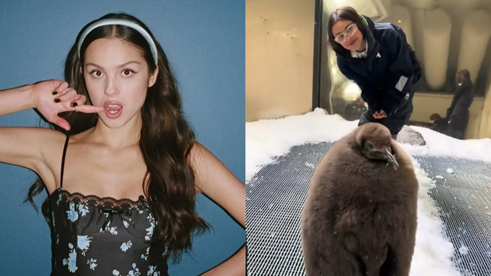 Olivia Rodrigo Ketemu Pesto, Penguin Gendut Saingan Moo Deng