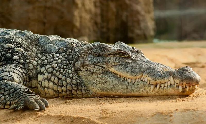 Puluhan Buaya Lepas dari Penangkaran di Cianjur, Baru 5 Ekor Ditangkap
