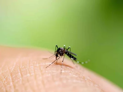 ILUSTRASI : Nyamuk penyebab Demam Berdarah Dengue (DBD). Foto : iStockphoto/Noppharat05081977