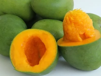 ILUSTRASI : Buah mangga. shutterstock/Gondronx Studio.
