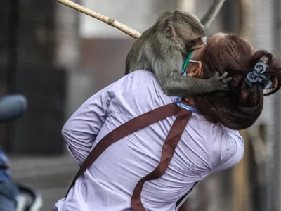 Ilustrasi ratusan monyet kabur di Kota Lopburi, Thailand. (Foto: Dok. Net)