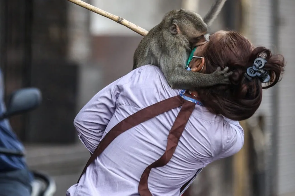 Ratusan Monyet di Thailand Kabur, Bikin Rusuh Hingga Serang Kantor Polisi