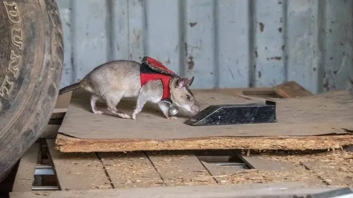 Tikus Berompi Merah, Mampu Deteksi Penyelundupan Organ Satwa