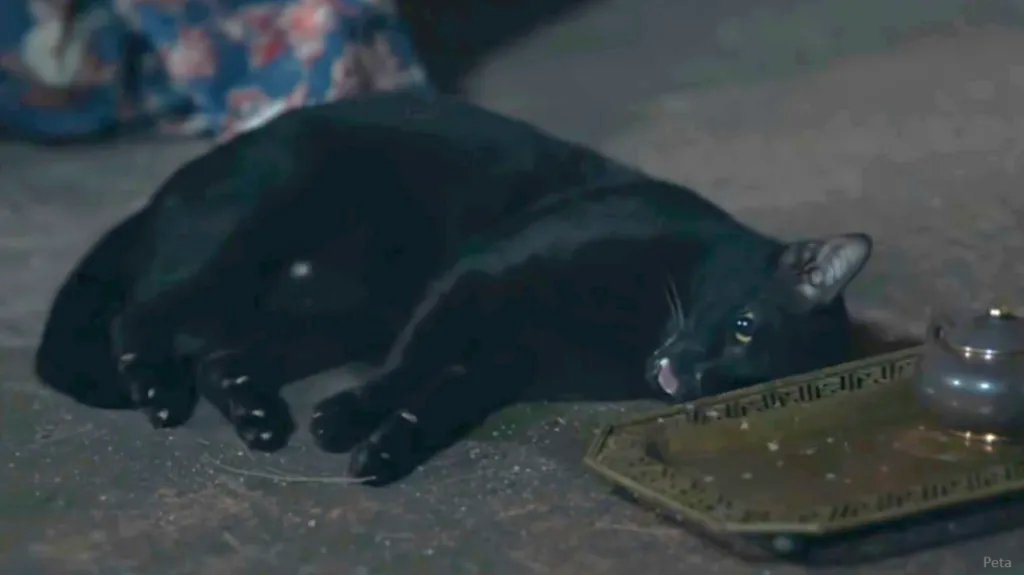 Kucing hitam saat proses syuting (Foto: X/NEwsBFM)
