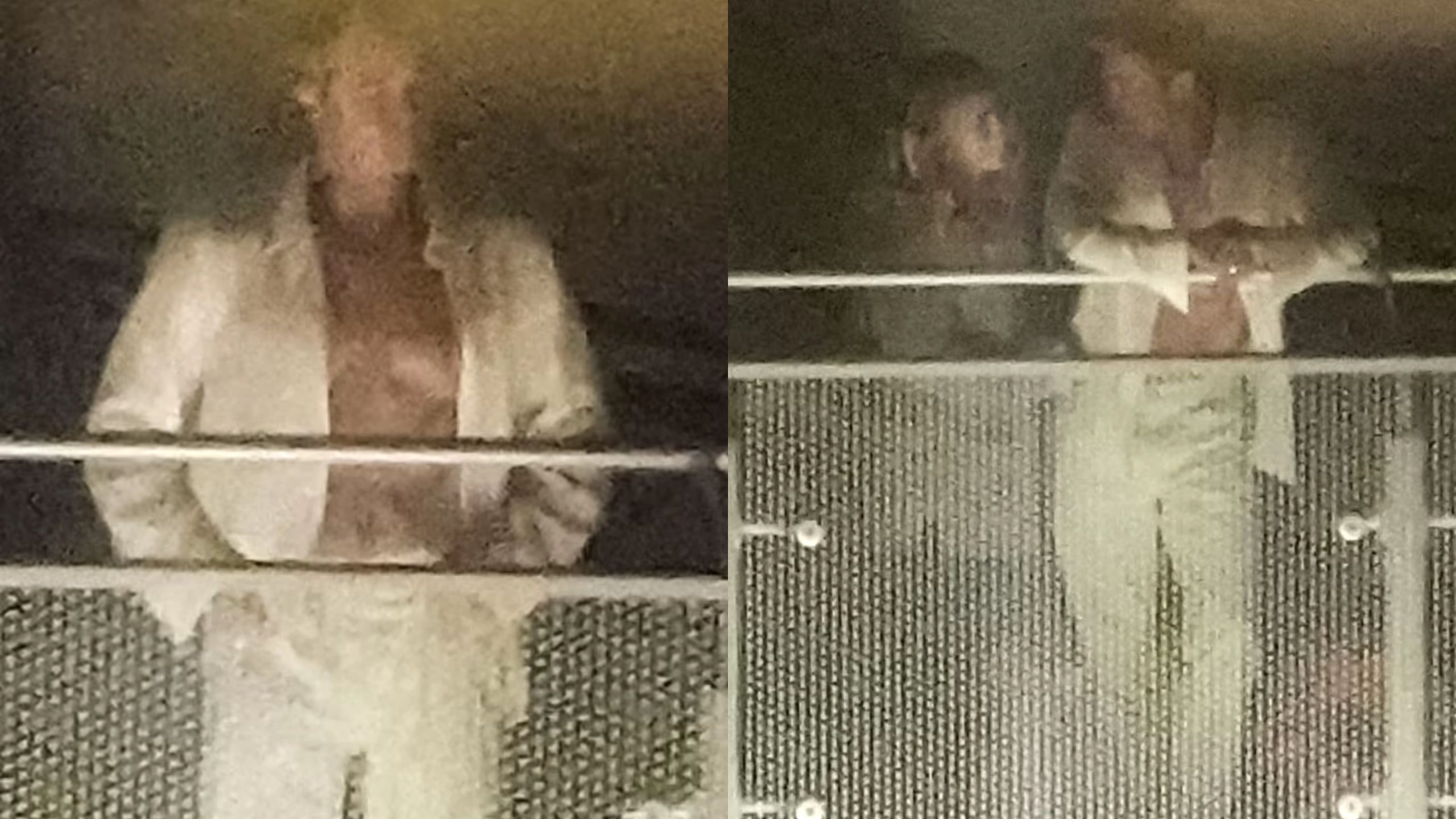 Brad Pitt saat pamer bentuk tubuhnya di Las Vegas (Foto: BACKGRID)