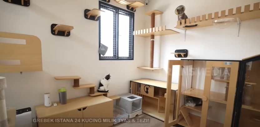 Potret rumah kucing Tyas Mirasih. Foto : Youtube.com/FYP Trans7