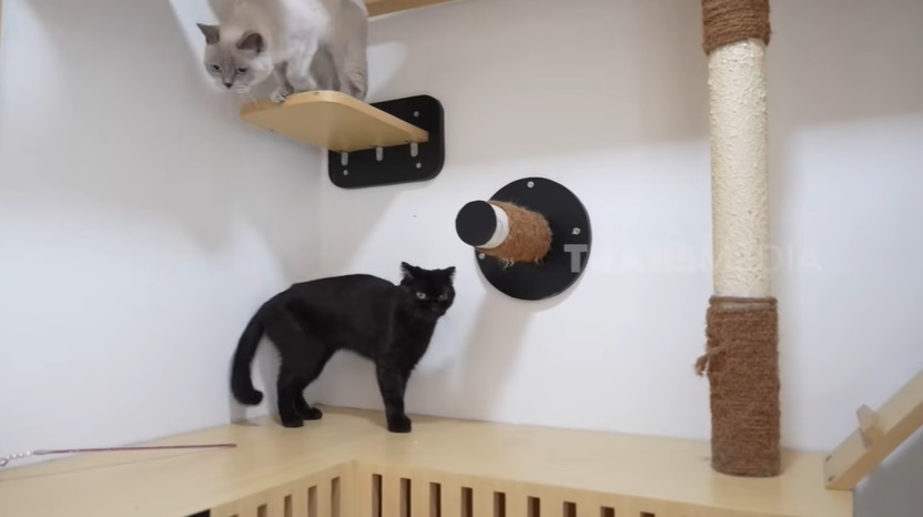Potret rumah kucing Tyas Mirasih. Foto : Youtube.com/FYP Trans7