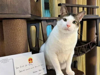 Bobby Kertanegara memiliki fasilitas baru berupa rumah mainan kucing. Foto : Instagram/bobbykertanegara