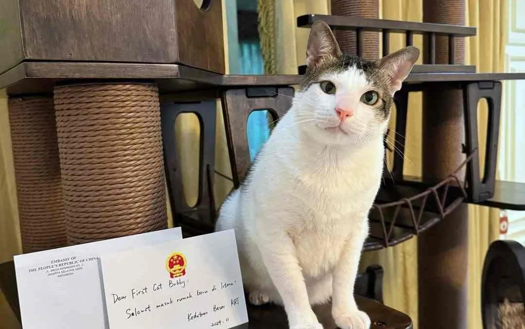 Kucing Prabowo, Bobby Kertanegara Dapat Mainan Baru dari Kedubes Tiongkok
