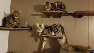 Kucing milik Lauran dan dr William yang diperlakukan istimewa seperti anak sendiri. (Foto: NET)