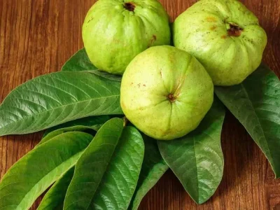 ILUSTRASI : Manfaat daun jambu biji. Foto : Shutterstock