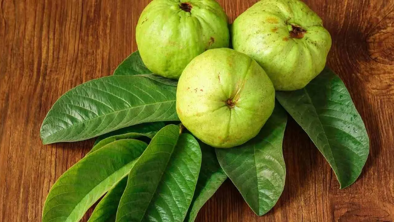 Kenali Manfaat Daun Jambu Biji, Obati Batuk hingga Diare