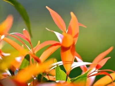 ILUSTRASI : Manfaat tanaman Pucuk Merah. Foto : Pixabay.com/Ignartonosbg