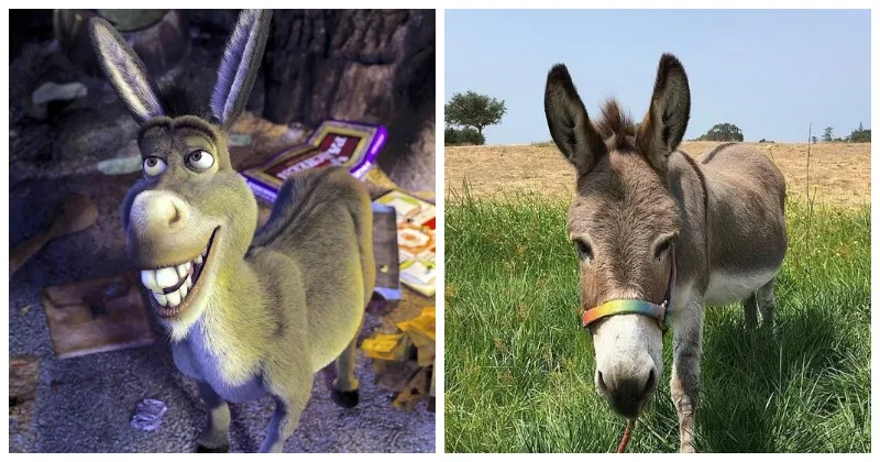 Perry, Keledai yang Menginspirasi Karakter ‘Shrek’ Tewas