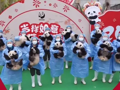 Bayi panda dikumpulkan untuk mengirimkan ucapan selamat Tahun Baru Imlek 2025. (Foto: Xinhua)