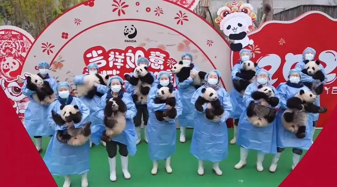Menggemaskan, 25 Bayi Panda Kirim Ucapan Selamat Tahun Baru Imlek 2025