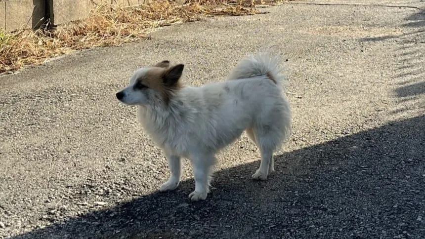 Nasib Pudding, Anjing 9 Penumpang Jeju Air yang Terus Menunggu Pemiliknya