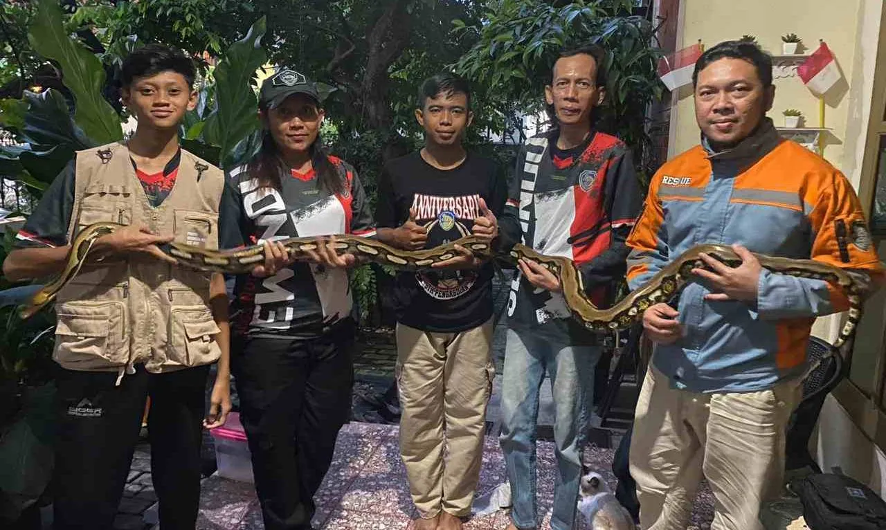 Rawan Berkeliaran di Musim Hujan, Ini Cara Cegah Ular Masuk Rumah