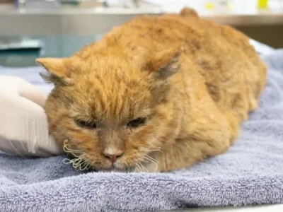 Sejumlah hewan jadi korban kebakaran Los Angeles (Foto: Facebook/Pasadena Humane)