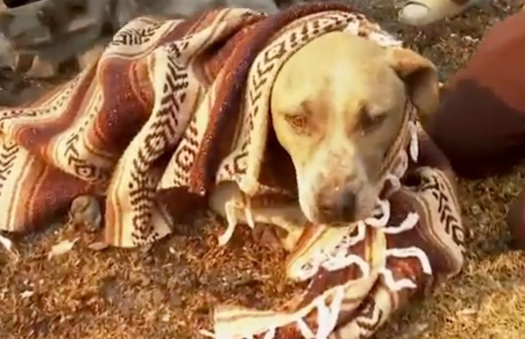Anjing yang ditolong dari kebakaran oleh Miller (Foto: Dok. CNN)
