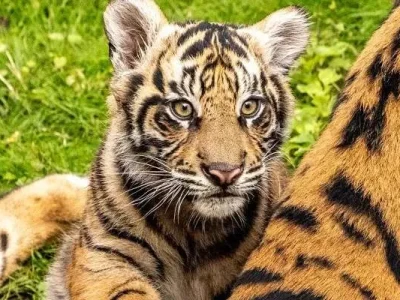 Bakso, si anak harimau di Disney's Animal Kingdom di Florida. FOTO: WALT DISNEY WORLD/OLGA THOMPSON