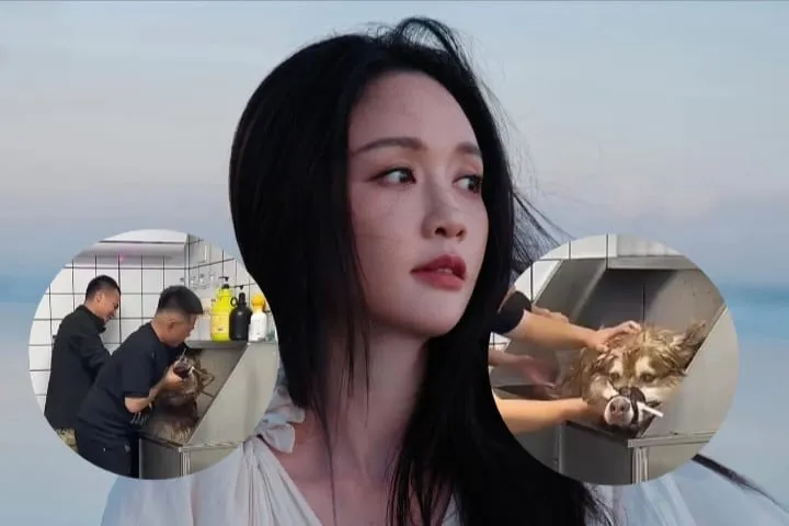 Aktris Taiwan Joe Chen Kecam Influencer yang Diduga Siksa Anjing