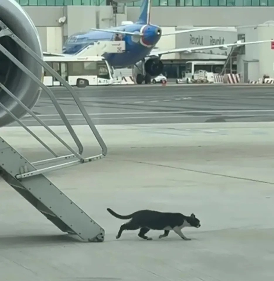 Kucing turun dari pesawat. Foto : Istimewa