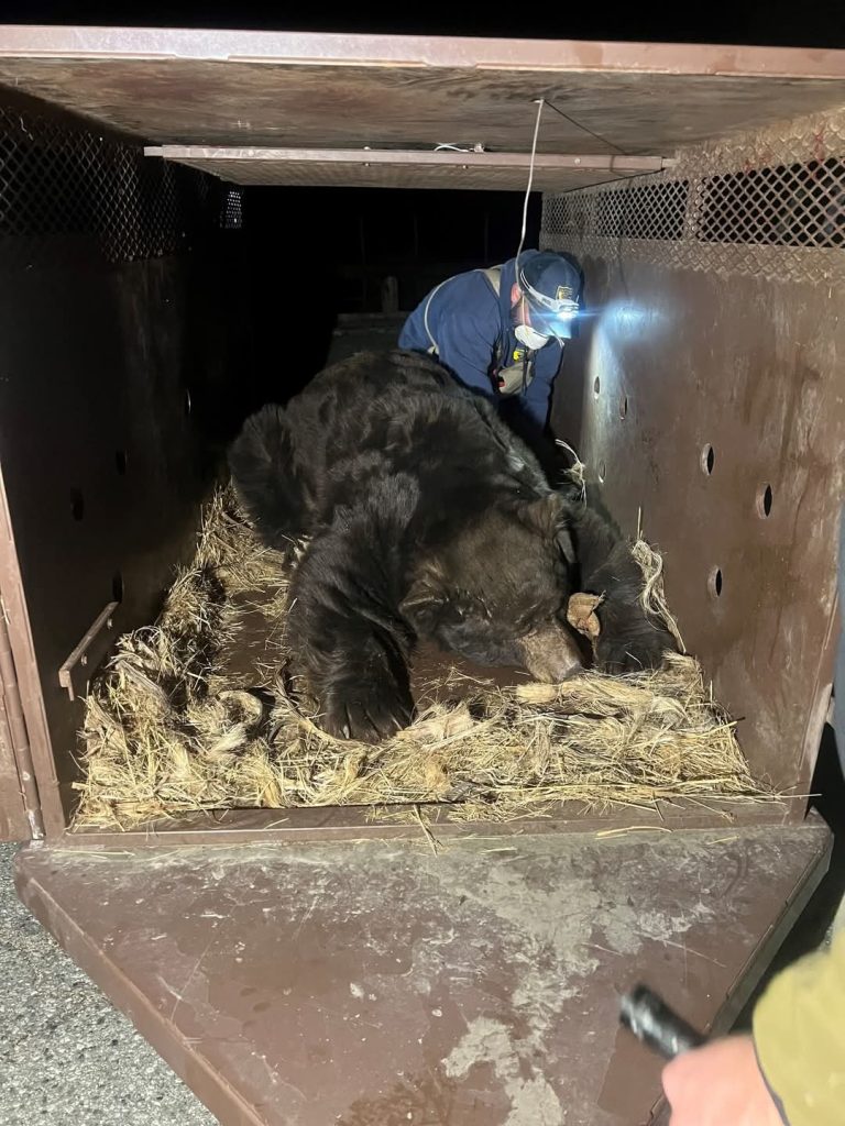 Proses evakuasi Barry (Foto: Facebook/California Department of Fish and Wildlife)