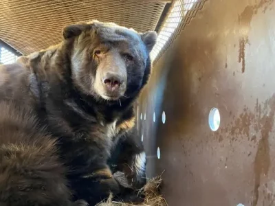 Barry si beruang berlindung di rumah warga saat kebakaran Los Angeles (Foto: Facebook/California Department of Fish and Wildlife)