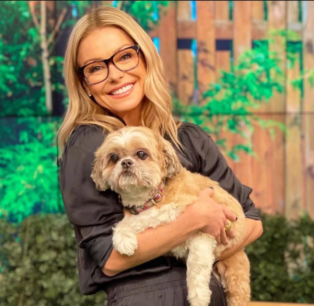 Chewie, anjing peliharaan (Foto: Instagram/livewithkellyandmark)