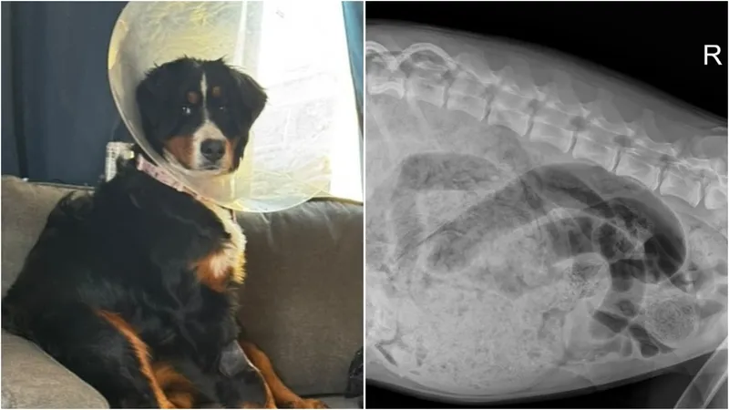 Penyelamatan Anjing Berner yang Menelan Puluhan Kaos Kaki
