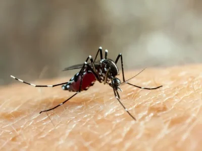 Waspada! gigitan nyamuk bisa berakibat fatal jika tidak segera ditangani. (Foto: Dok. Net)