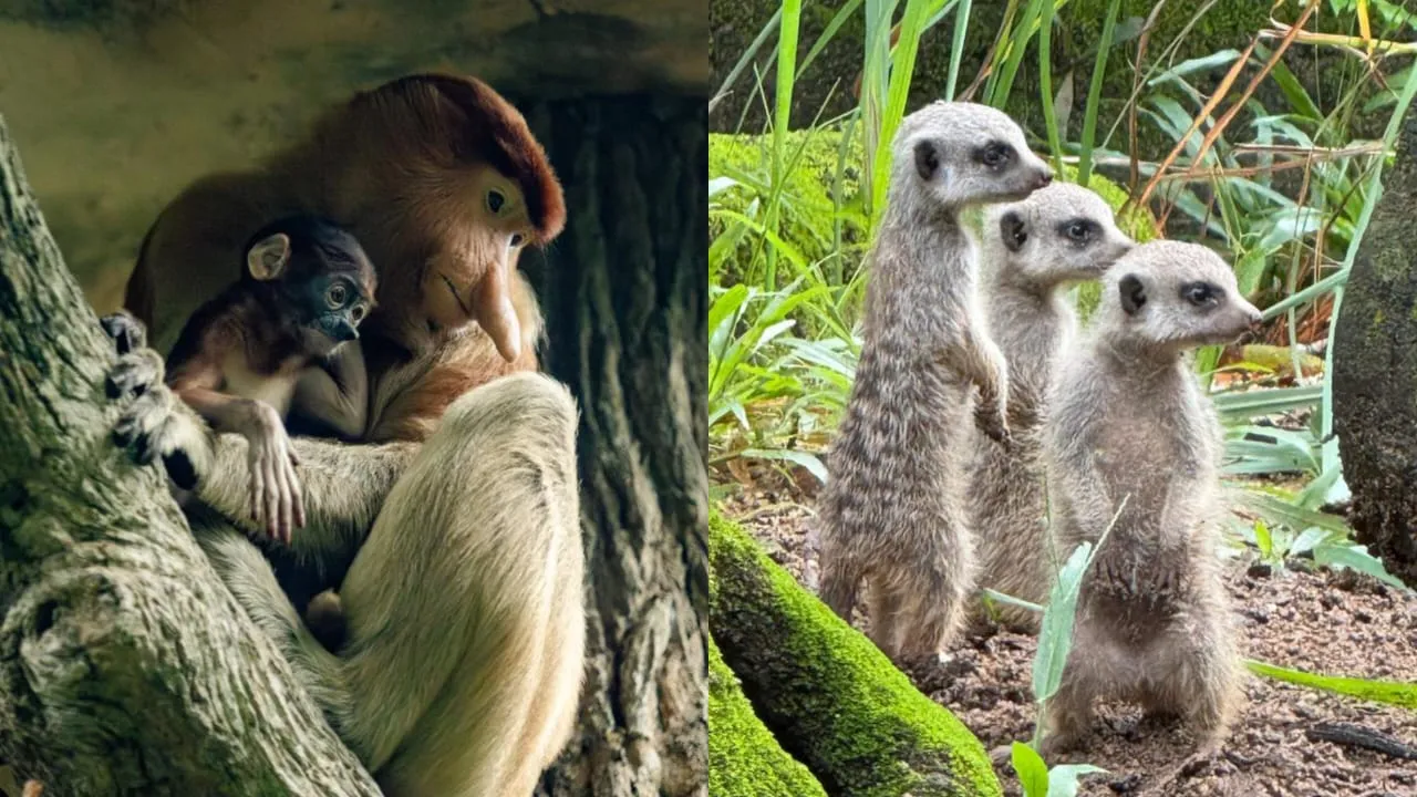 Kebun Binatang di Singapura Sambut Kelahiran Seribu Bayi Hewan