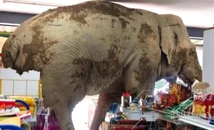 Gajah Liar di Thailand Masuk Toko Kelontong, Keluar Bawa Jajan