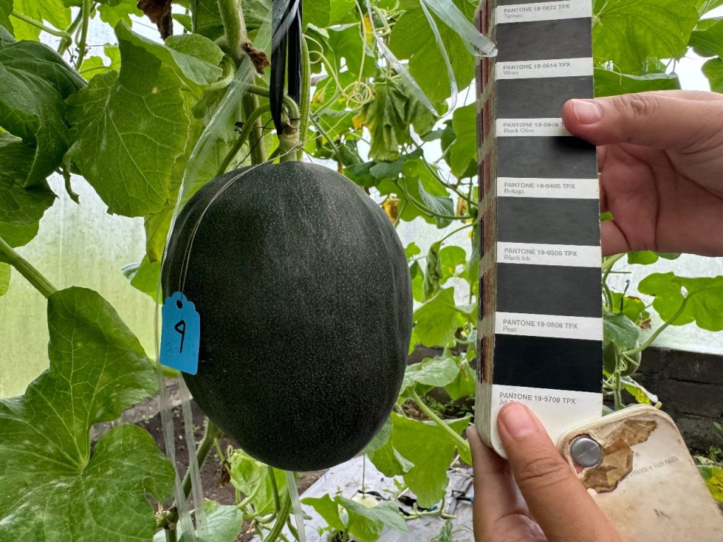 Bentuk melon hitam. (Foto: Dok. Pri)