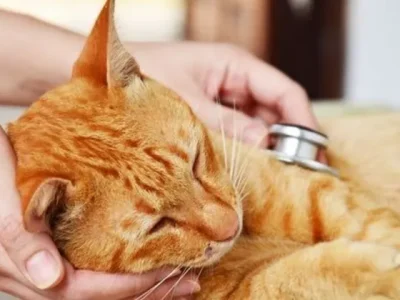 Jangan panik saat kucing sakit (Ilustrasi: Pinterest/Goodbye UTI)