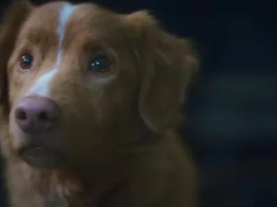 Indy, anjing dari film horor 'Good Boy' (Foto: YouTube/IFC Films)