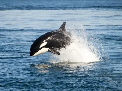 ILUSTRASI : Paus orca. Foto : Getty Images/iStockphoto/hanhanpegg