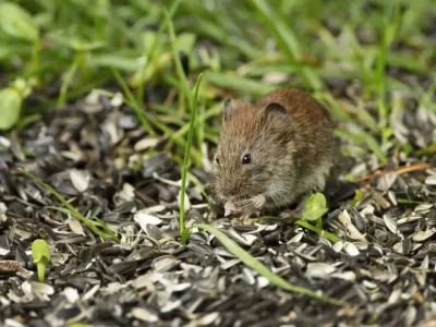 Cara Efektif Mengusir Tikus dari Kebun. (Foto: Dok. Net)