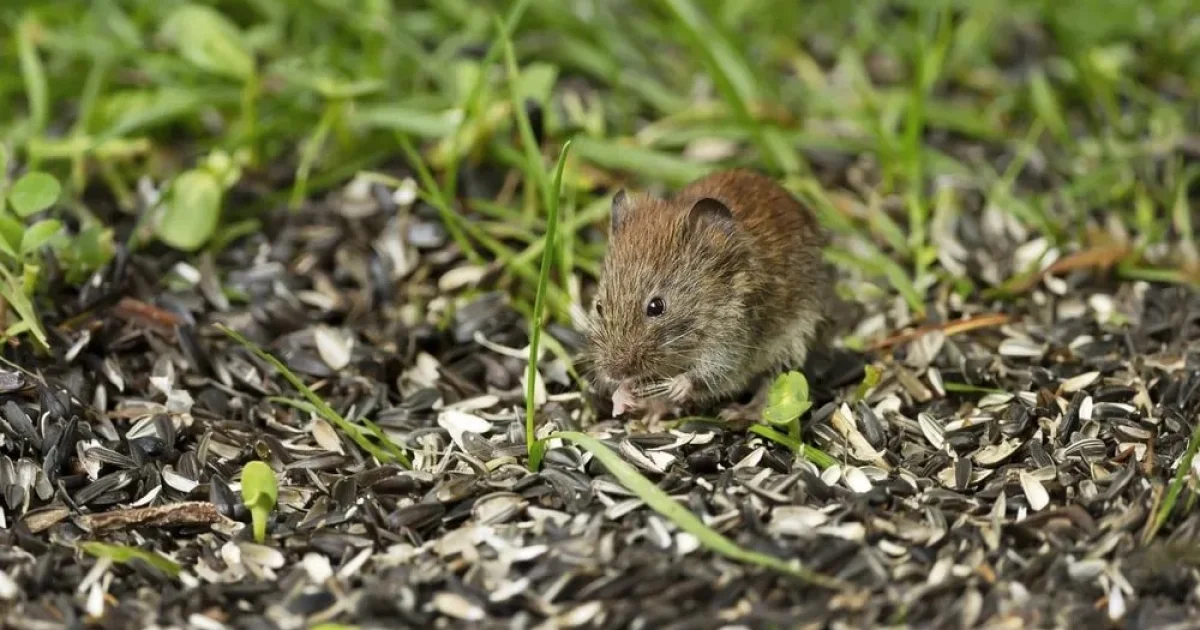 Cara Efektif Mengusir Tikus dari Kebun, Tanpa Racun dan Tetap Ramah Lingkungan