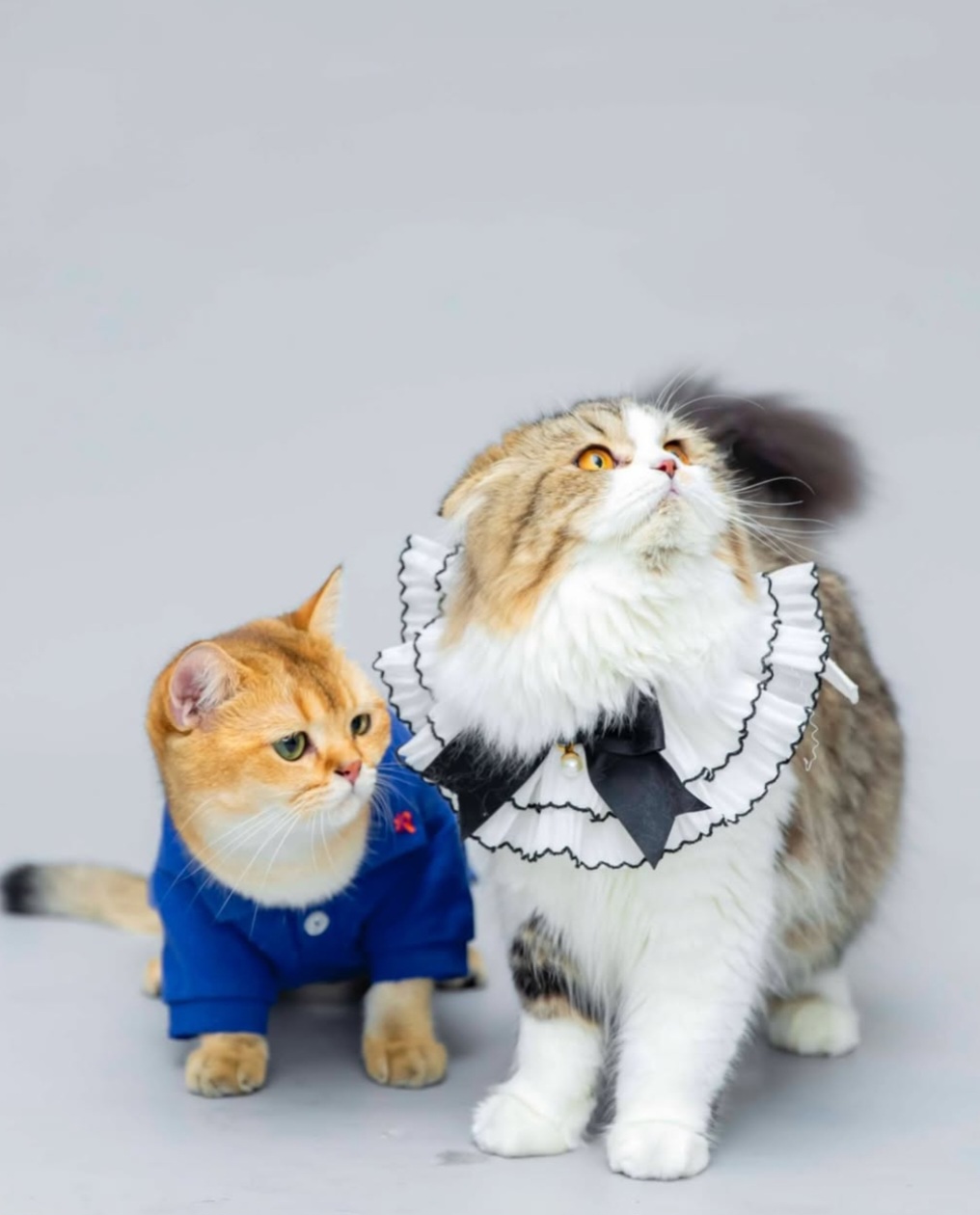 Dua kucing milik Rini. Foto: Dok. Instagram @marinizumarnisreal