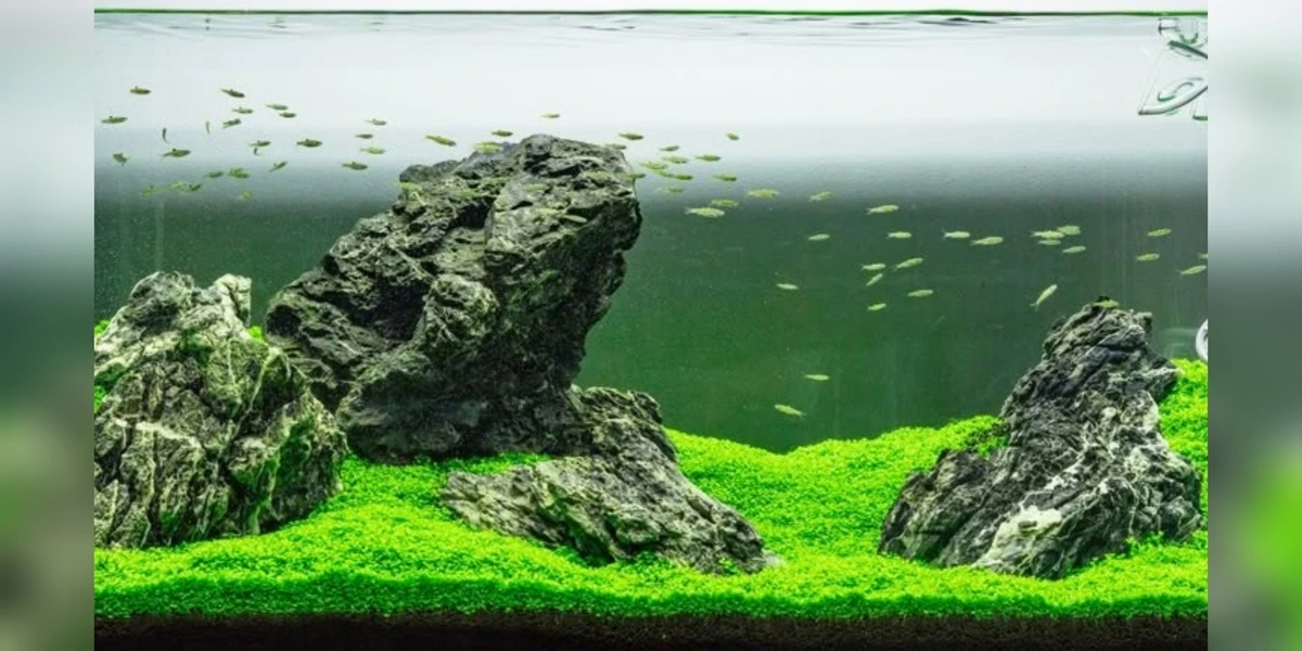 Air Aquascape Keruh? Ini Penyebab dan Cara Mengatasinya