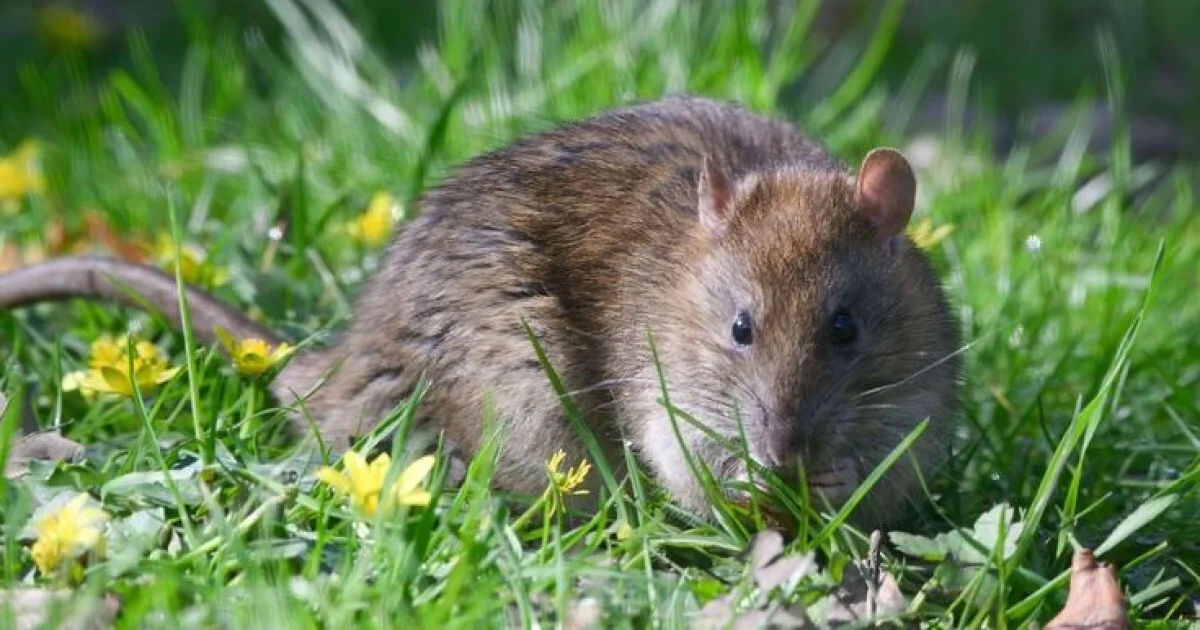 Cara Efektif Mengusir Tikus dari Kebun, Tanpa Racun dan Tetap Ramah Lingkungan