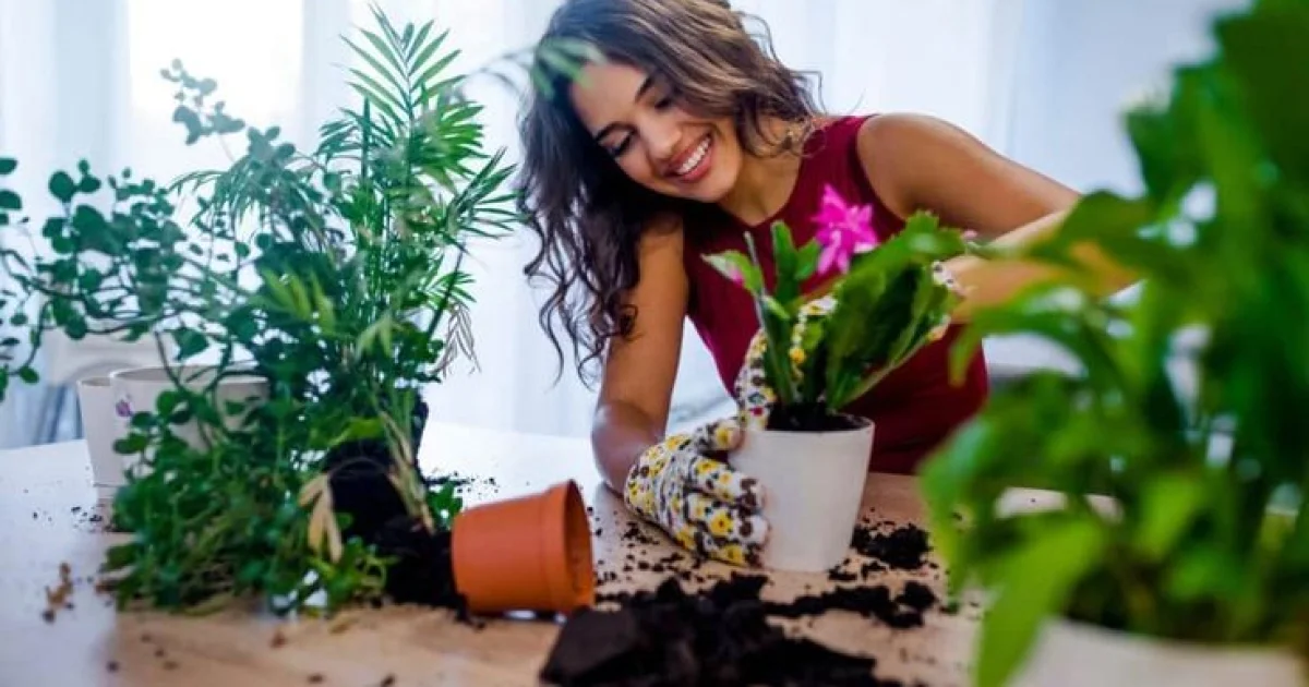 Tips Memulai Urban Farming, Wajib Diperhatikan bagi Pemula